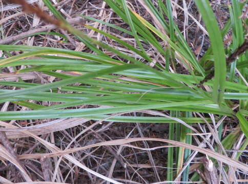 Sivun Carex uncinata L. fil. kuva