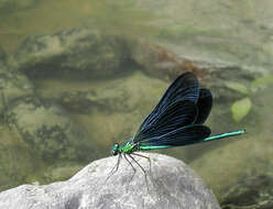 Image of Beautiful Demoiselle