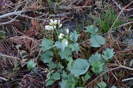 Image de Cardamine pachystigma (S. Watson) Rollins