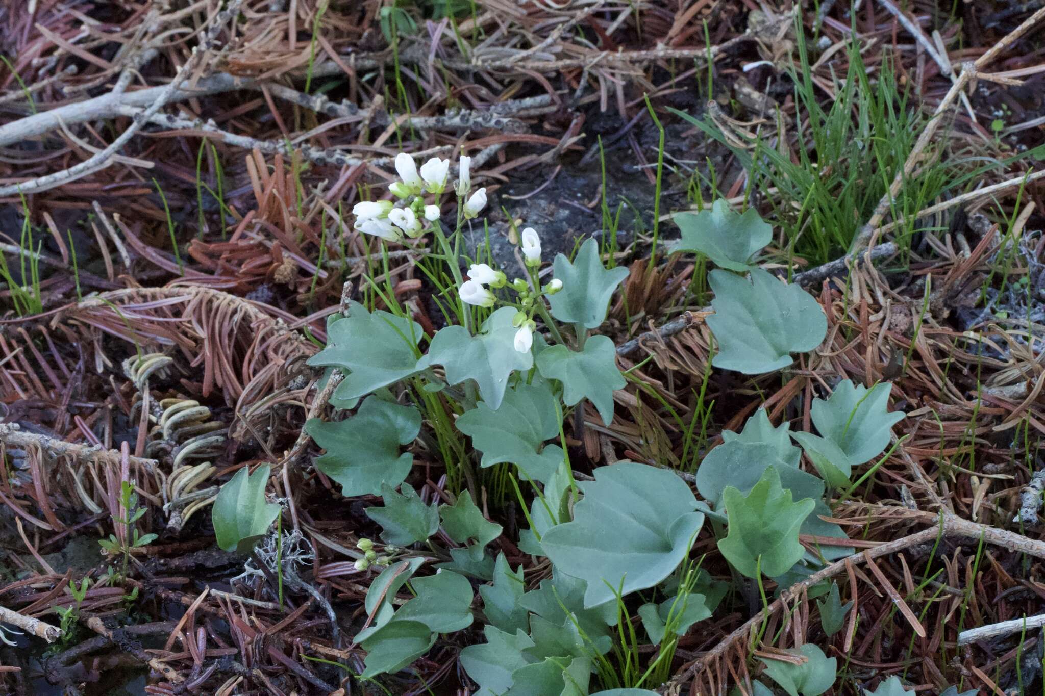 Image de Cardamine pachystigma (S. Watson) Rollins