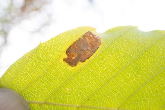 Слика од Phyllonorycter maestingella (Müller 1764)