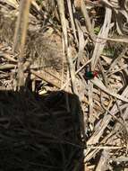 Image of flea beetle