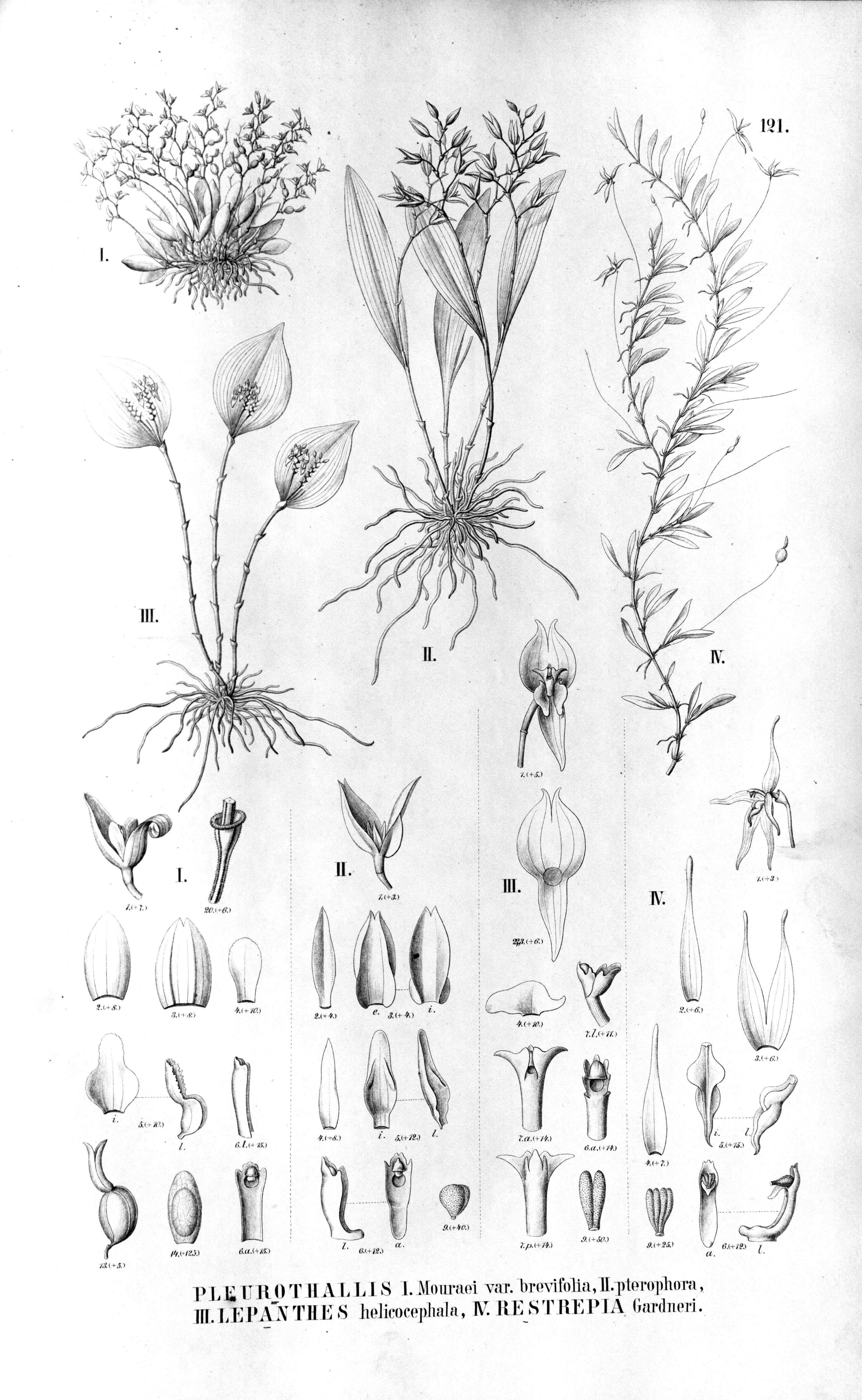 Image of Lepanthes helicocephala Rchb. fil.