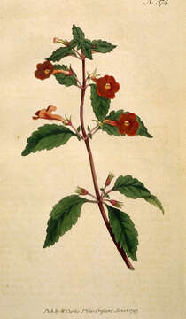 Image of Achimenes