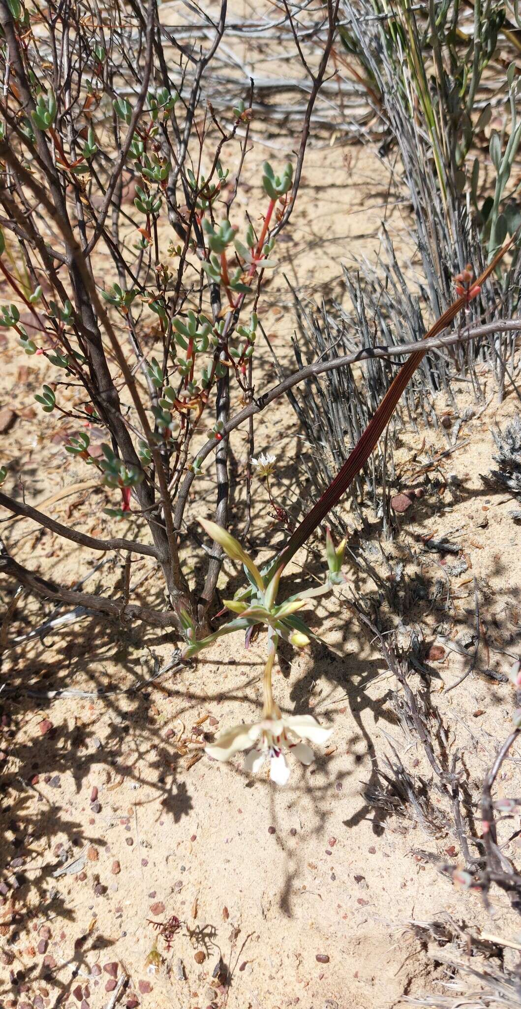 Image of Lapeirousia fabricii subsp. fabricii