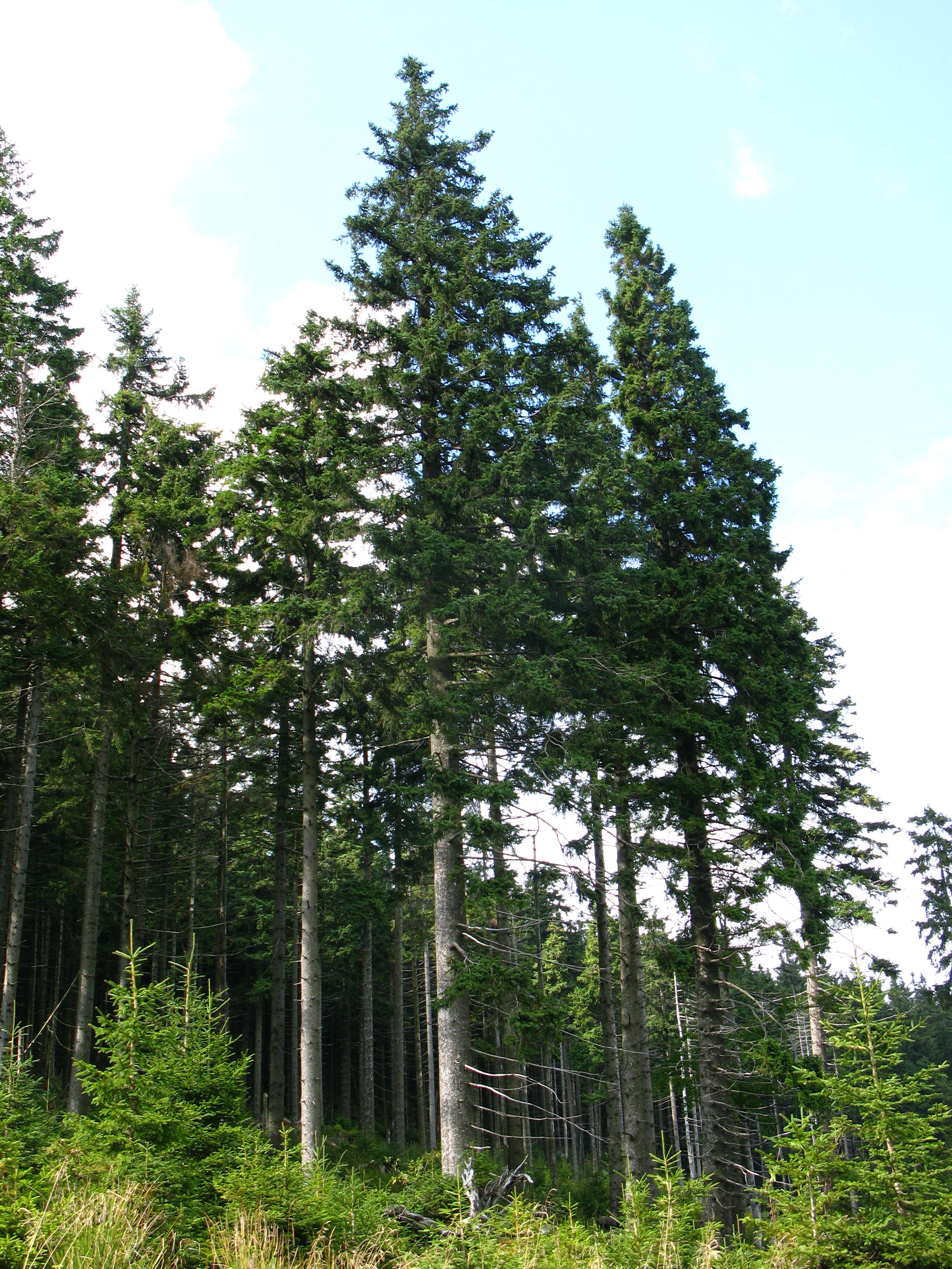 Sivun metsäkuusi kuva