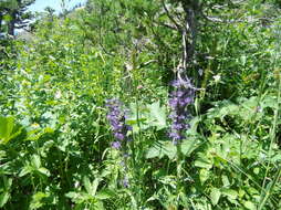 صورة Phacelia sericea subsp. ciliosa (Rydb.) G. W. Gillett