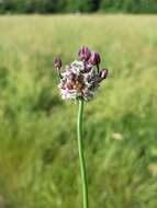 Allium scorodoprasum L.的圖片