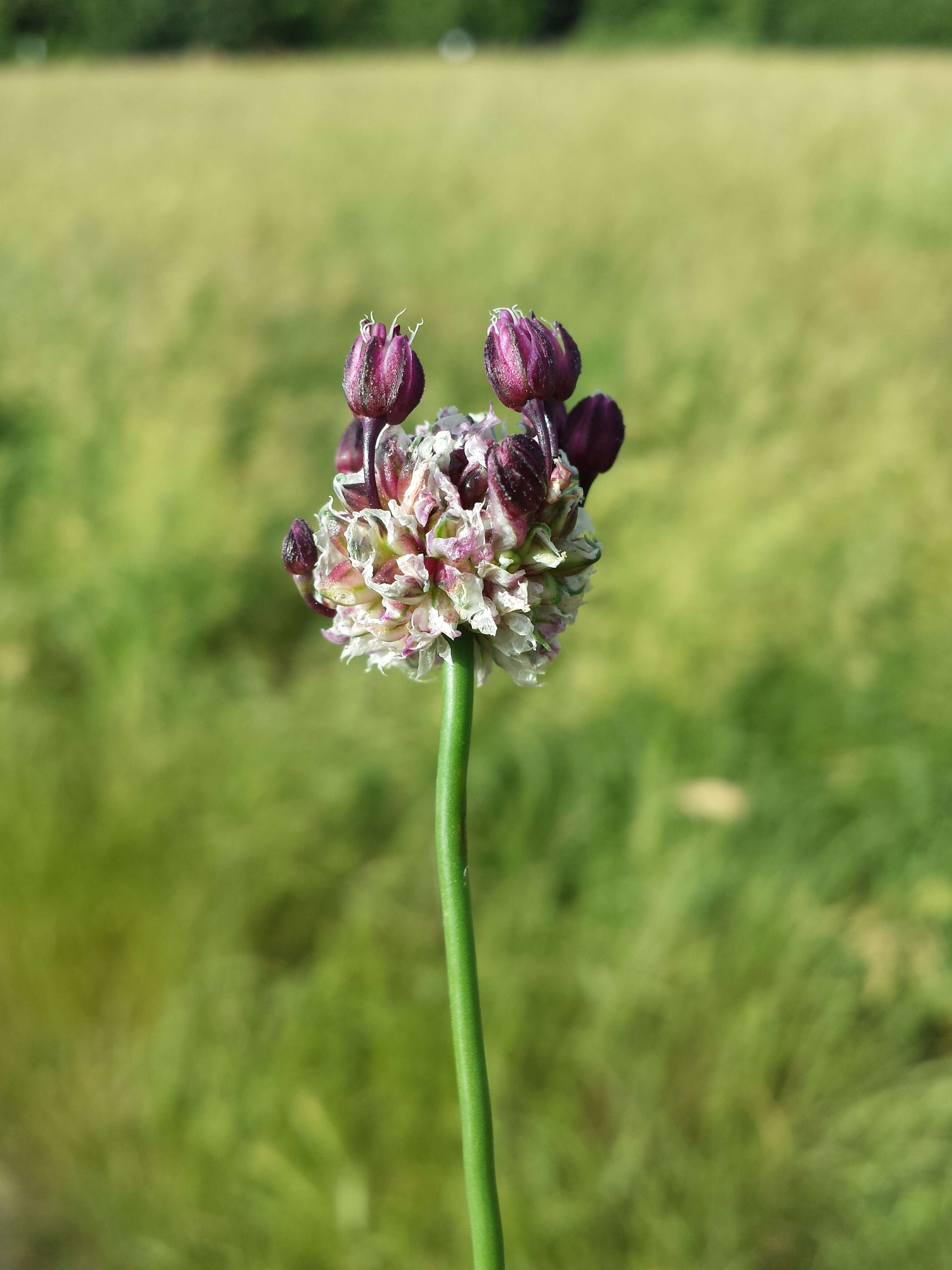 Allium scorodoprasum L.的圖片