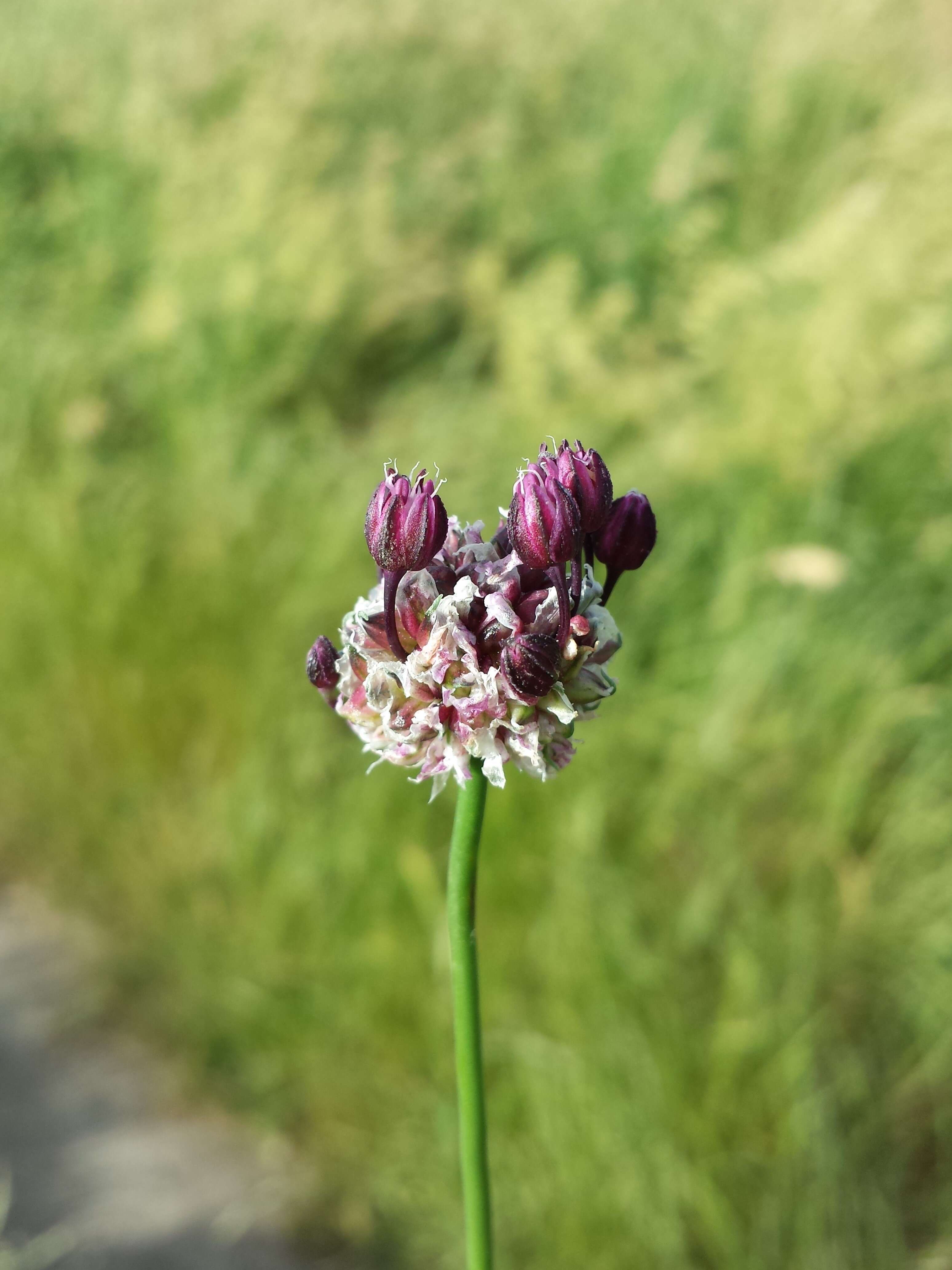 Allium scorodoprasum L.的圖片