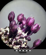 Allium scorodoprasum L.的圖片