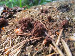 Image of Stemonitis axifera