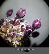 Allium scorodoprasum L.的圖片