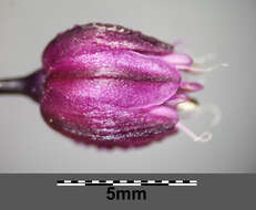 Allium scorodoprasum L.的圖片