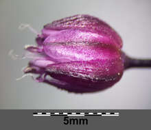 Allium scorodoprasum L.的圖片