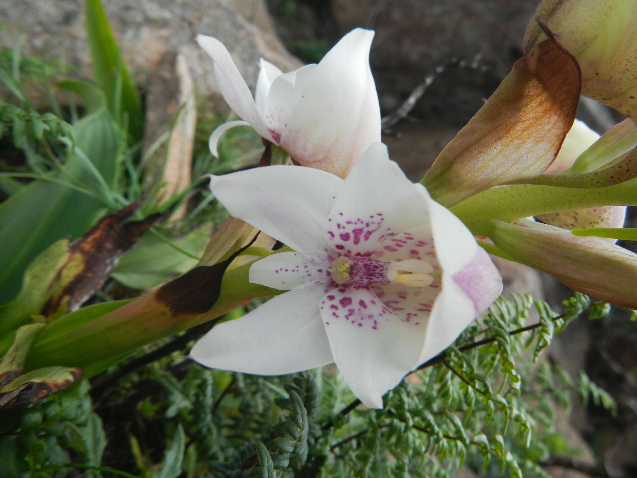 Image of Disa crassicornis Lindl.