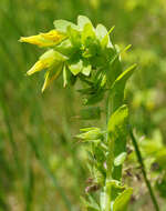 Image of Lesser Honeywort