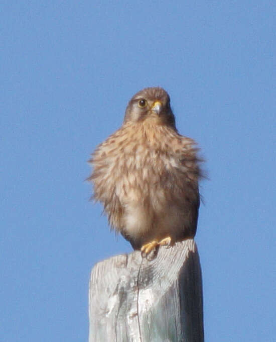 Image of Falco tinnunculus canariensis (Koenig & AF 1890)