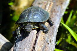 Image of European Pond Turtle