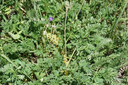 Image of <i>Erodium fumarioides</i>