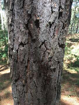 Image of Douglas Pine