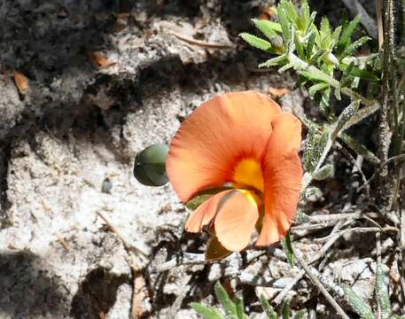 Image of Dwarf Wedge-pea