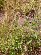 Слика од Teucrium scorodonia L.