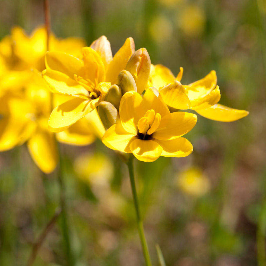 Image of Ixia dubia Vent.