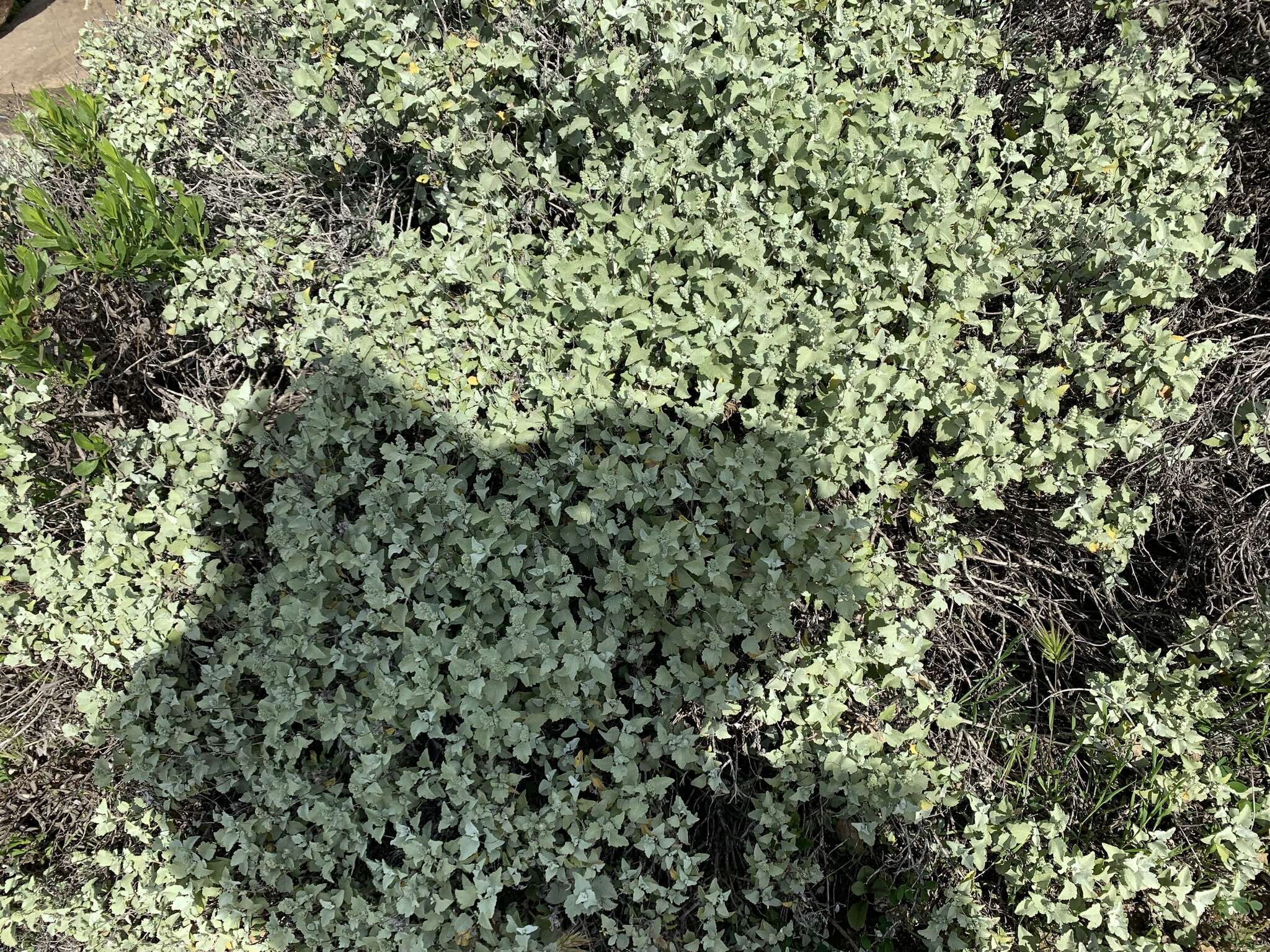 Image of San Diego bur ragweed