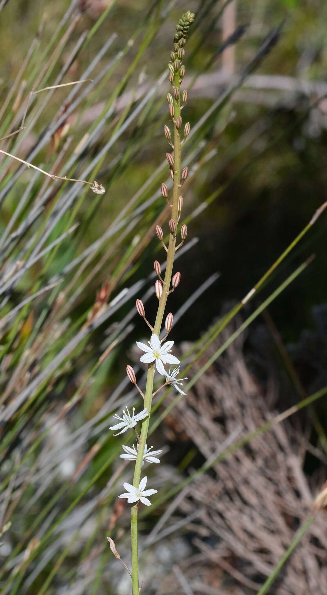 Слика од Trachyandra hirsuta (Thunb.) Kunth