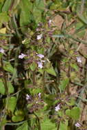 Image of field woundwort