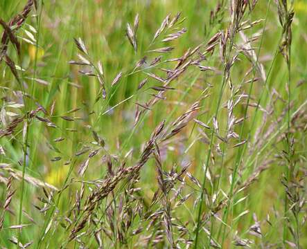 Image of red fescue