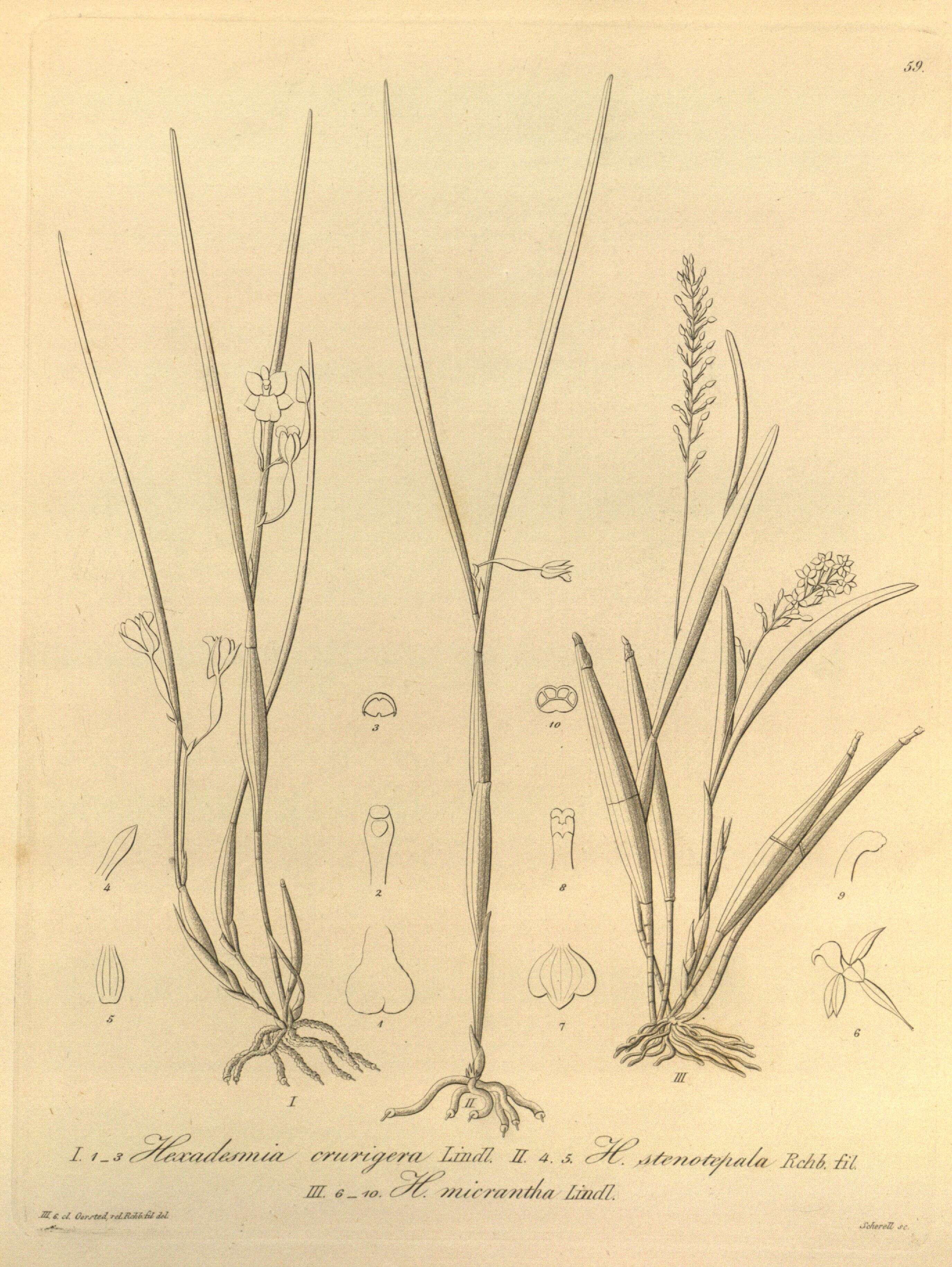 Image of Scaphyglottis crurigera (Bateman ex Lindl.) Ames & Correll