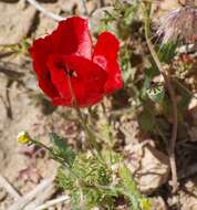 Imagem de Papaver umbonatum Boiss.