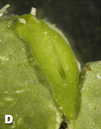 Image of Halimedaceae