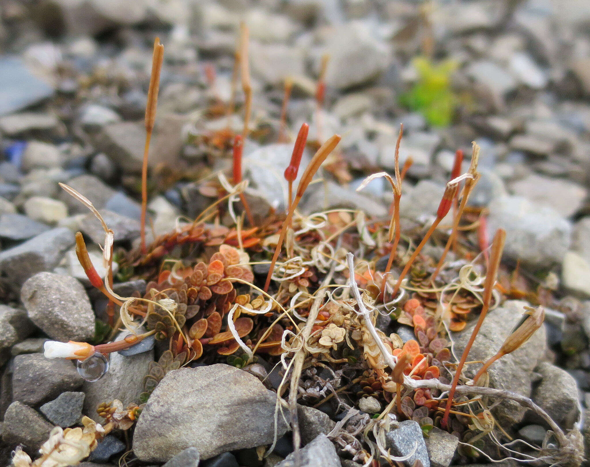 Image of Epilobium komarovianum Leveille