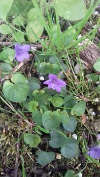 Image of Viola dubia Wiesb.