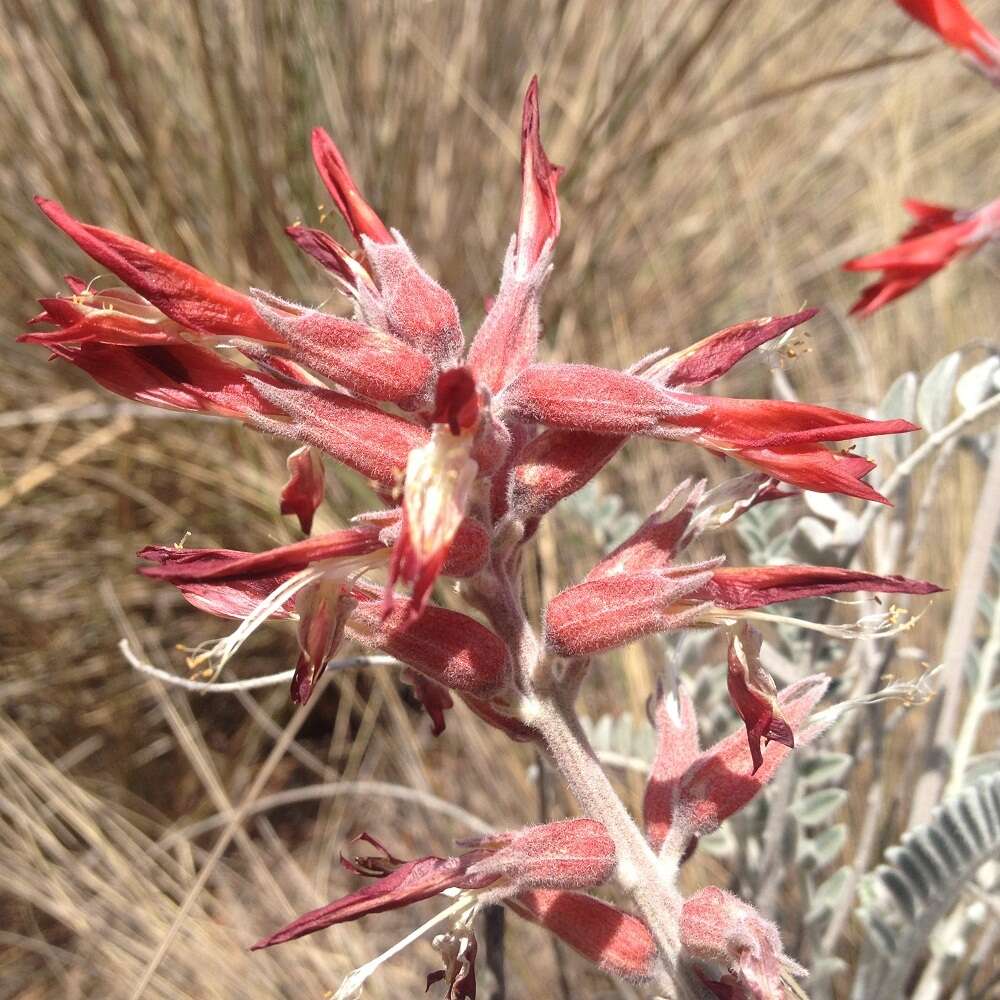 Imagem de Astragalus helleri Fenzl