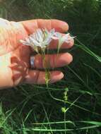 Image of long-ray brodiaea