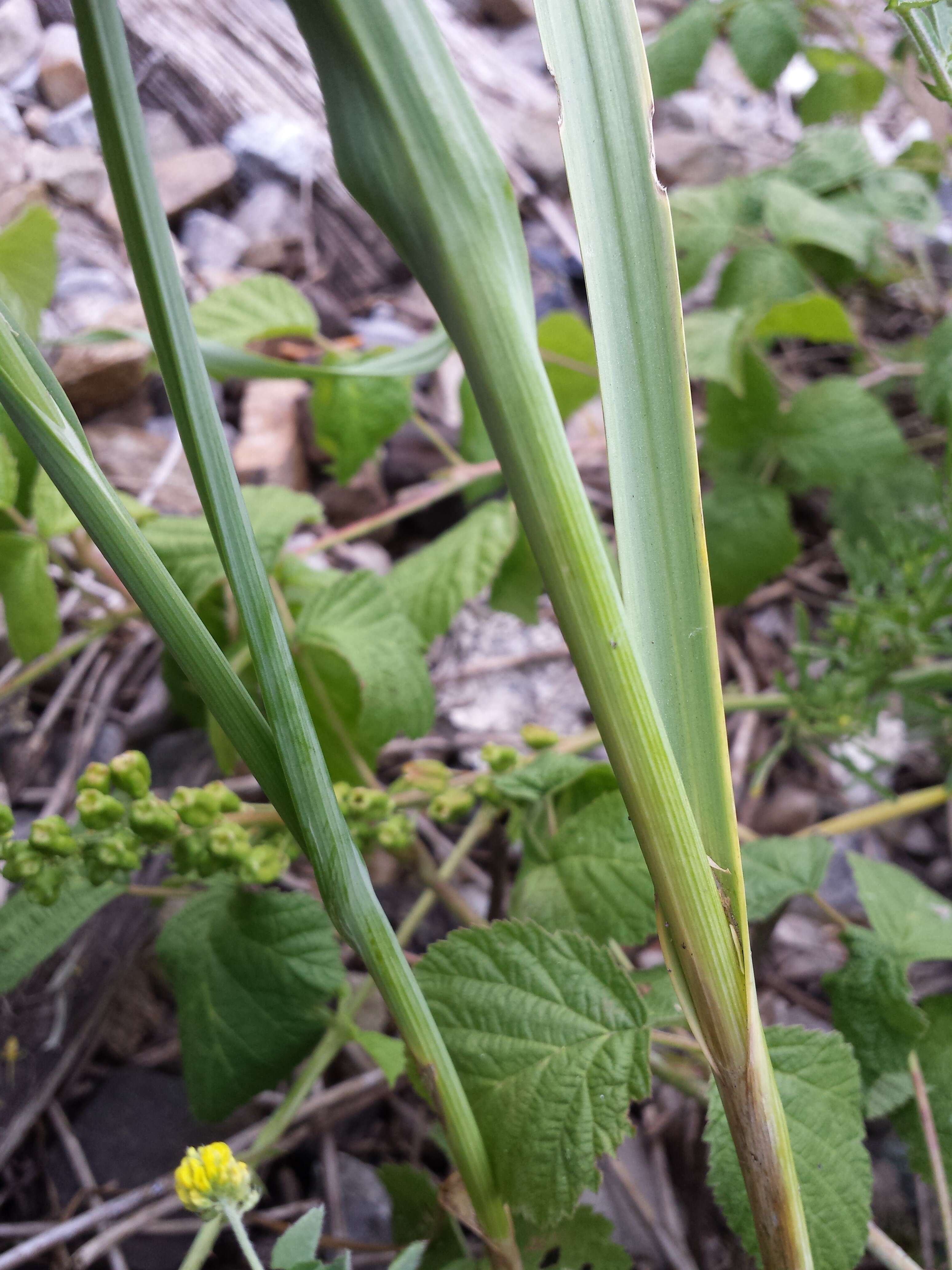 Image of sand leek