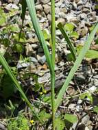 Image of sand leek