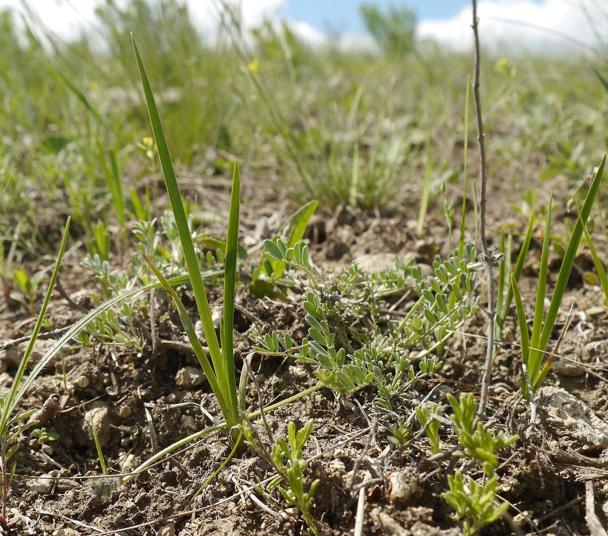 Plancia ëd Iris pontica Zapal.