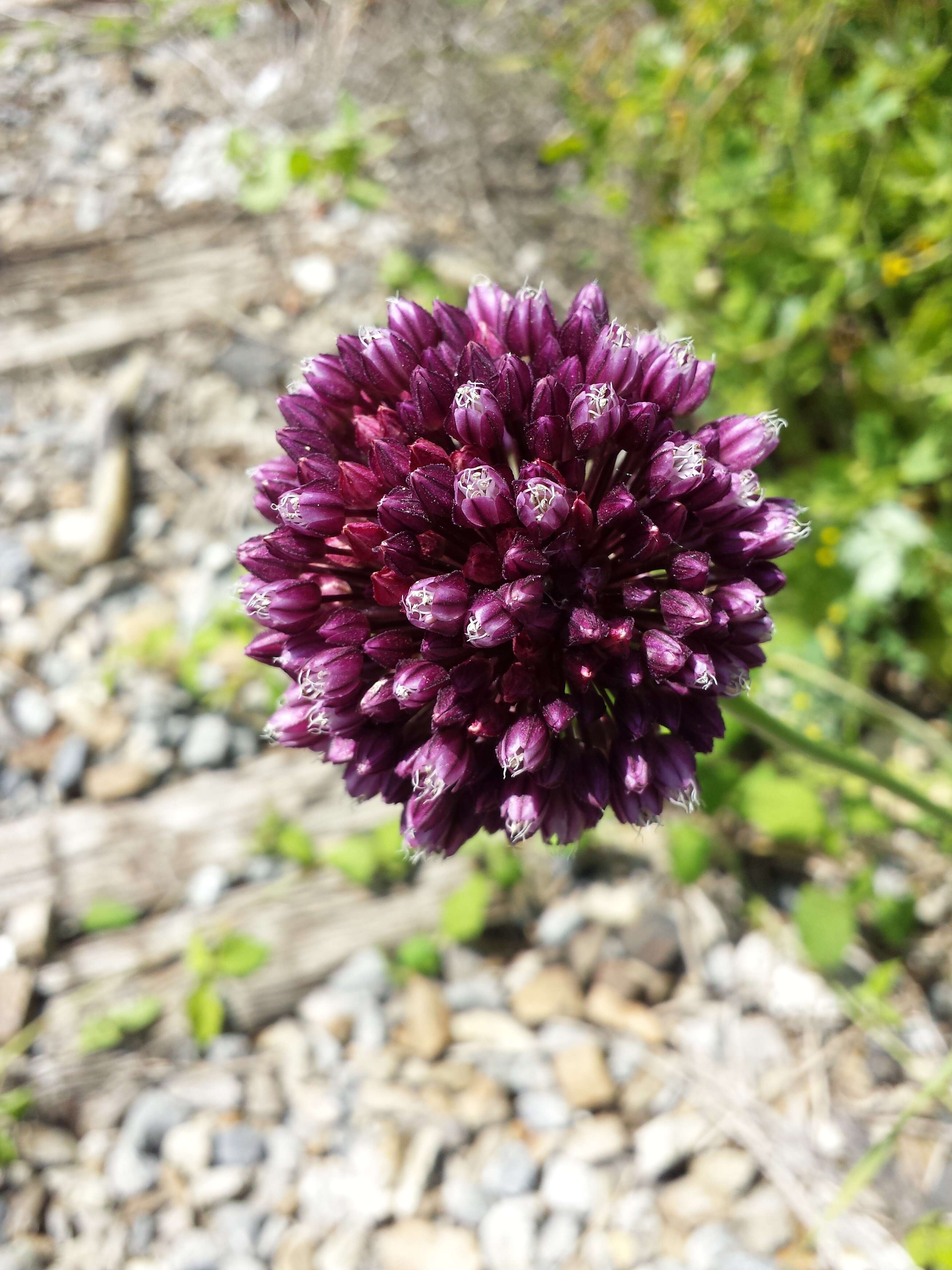 Image of sand leek