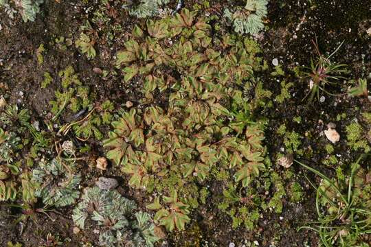 Image of Riccia campbelliana M. Howe