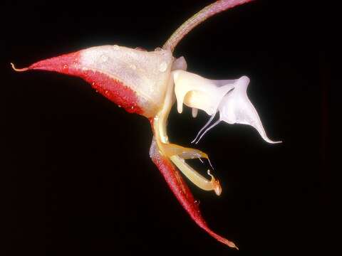 Image of Gongora irmgardiae Jenny