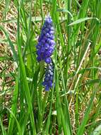 Imagem de Muscari armeniacum H. J. Veitch