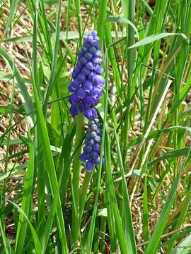 Imagem de Muscari armeniacum H. J. Veitch