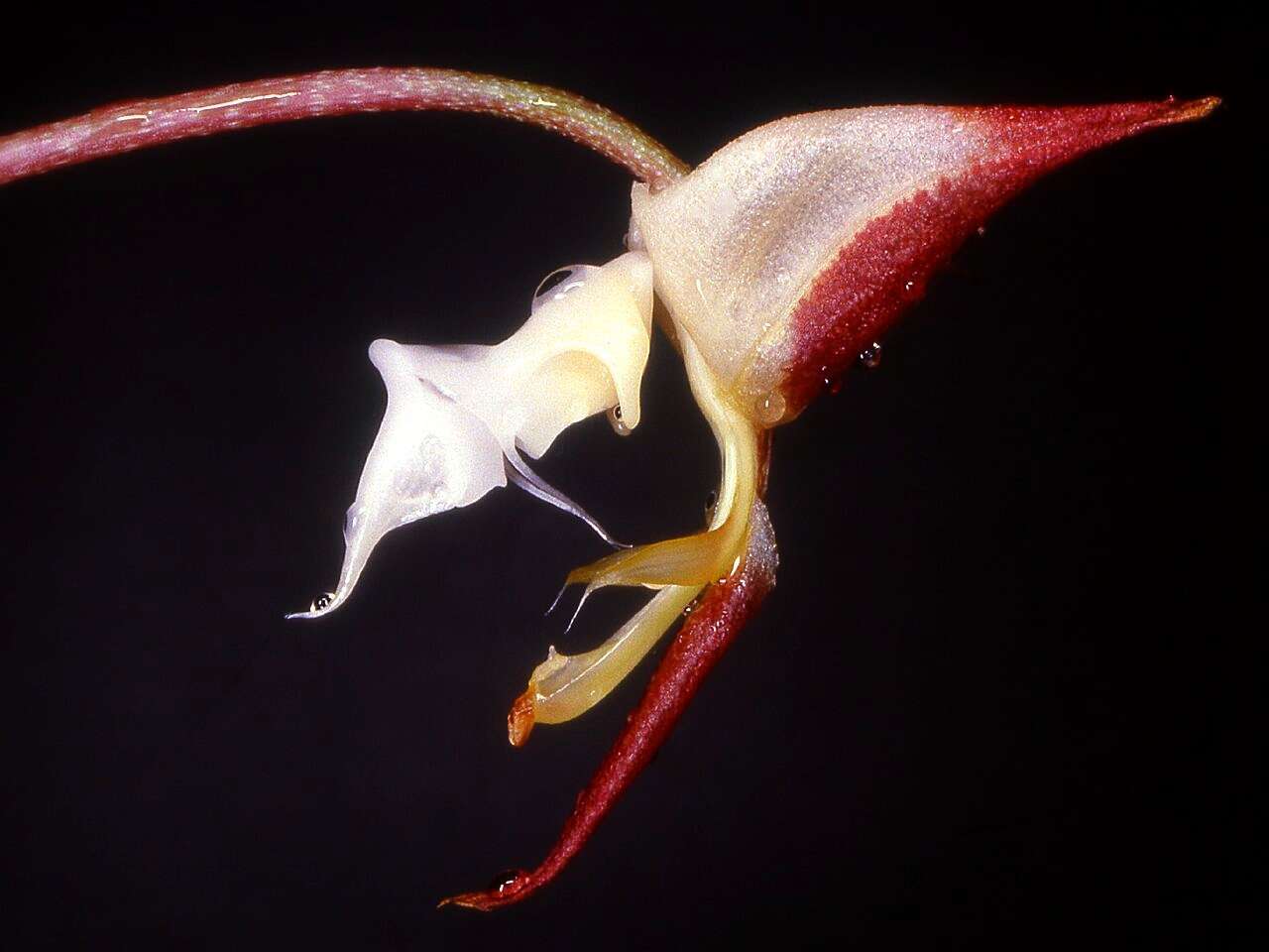 Image of Gongora irmgardiae Jenny