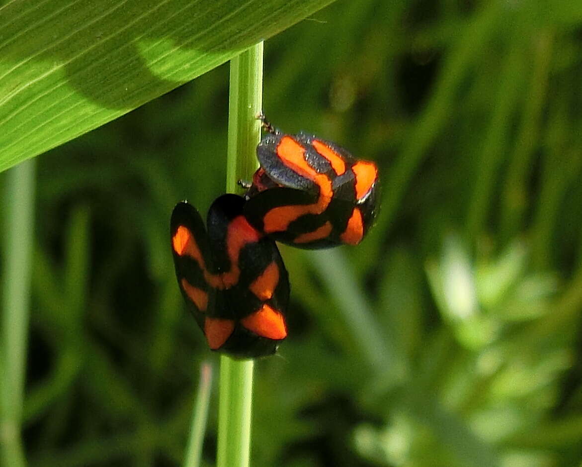 Image of Red-and-black Froghopper