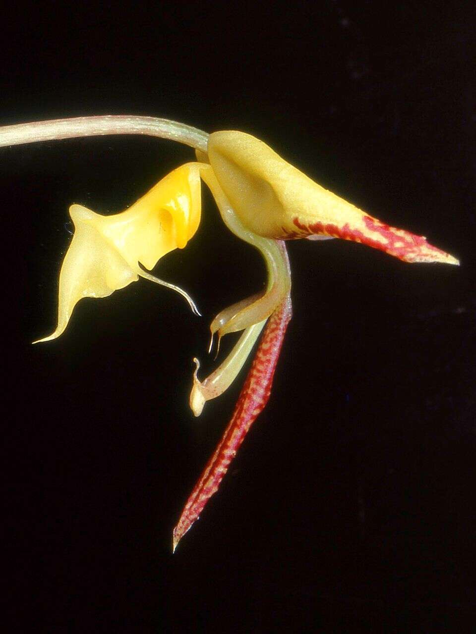 Image of Gongora irmgardiae Jenny